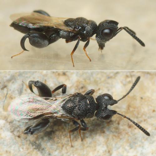 Dirhinus sp.